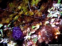 ascidian sp. R