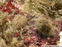 ascidian sp. RR