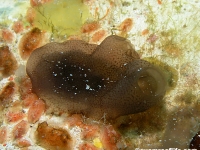 ascidian sp. T