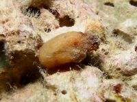 ascidian sp. U