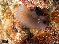 ascidian sp. W