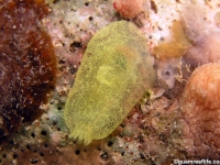 ascidian sp. X