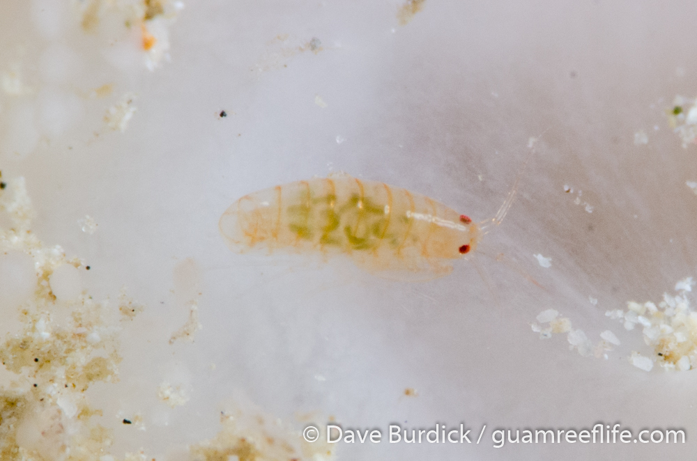 amphipods - guamreeflife