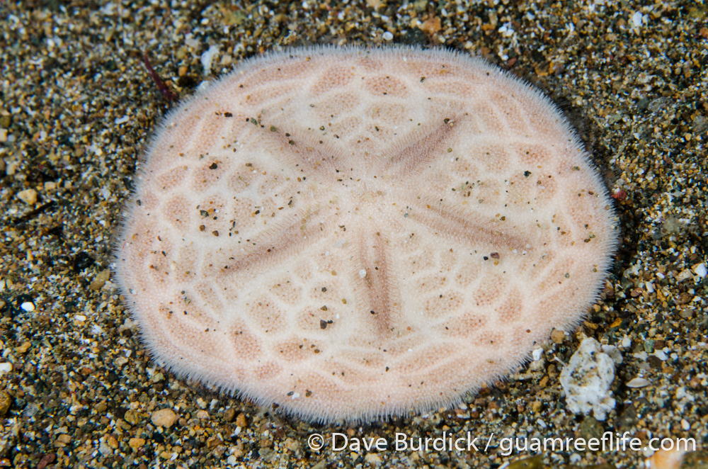 echinoids - guamreeflife