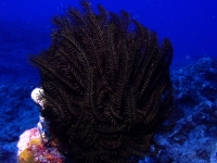 crinoid sp. A