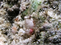 galatheid sp. K