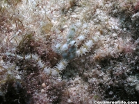 ophiuroid sp. B