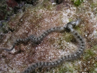 ophiuroid sp. M