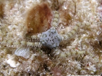 ophiuroid sp. R