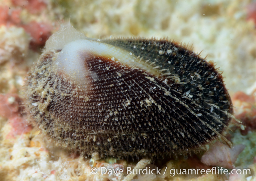 unsorted bivalves