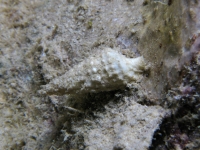 Cerithium cf. tenellum