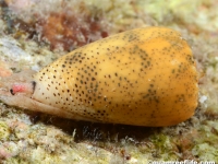 Conus arenatus