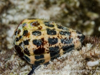 Conus ebraeus