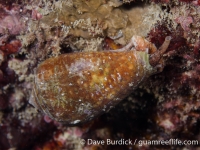 Conus sanguinolentus 2