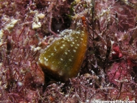 Conus sanguinolentus