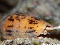 Conus striatus