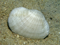 Fimbria fimbriata