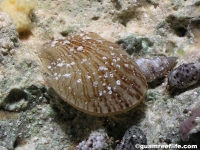 Isognomon perna