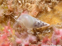 Melanella sp. A