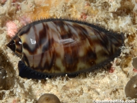 Oliva cf. lignaria