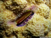 Pedum spongyloideum