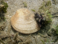 Periglypta exclathrata