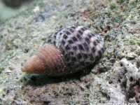 Planaxis sulcatus