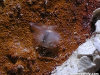 Scintilla sp. C