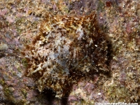 Scutellastra flexuosa