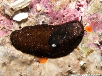 Stomatella cf. lintricula