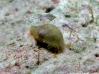 Stomatella sp. 2