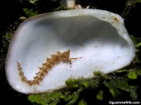 bivalve sp. B