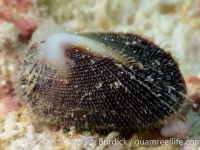 bivalve sp. D