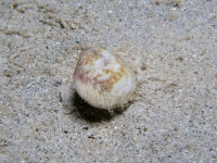 bivalve sp. H