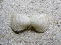 bivalve sp. K