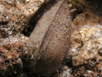 bivalve sp. P