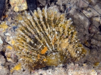 bivalve sp. Q