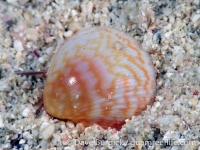 bivalve sp. R