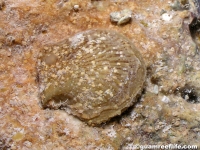 bivalve sp. V