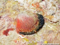 bivalve sp. X