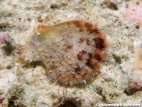 Mirapecten mirificus?