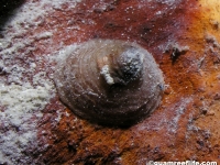 fissurellid sp. A