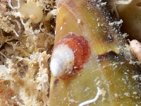 gastropod sp. G