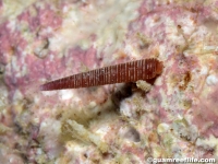 triphorid sp. A