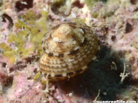 trochid sp. A