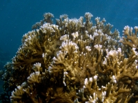 Millepora dichotoma