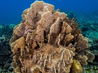 Millepora platyphylla