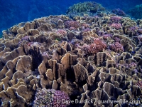 Millepora platyphylla