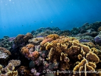 Millepora platyphylla