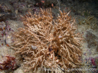 Corydendrium sp. A